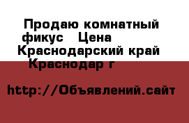 Продаю комнатный фикус › Цена ­ 2 000 - Краснодарский край, Краснодар г.  »    